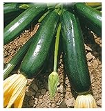 36 C.ca Semi Zucchino Nero Di Milano - Cucurbita Pepo In Confezione Originale Prodotto in Italia - Zucchine nere foto / EUR 7,40