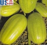 USA VENDITORE semi Carosello Barese italiana cetriolo HEIRLOOM NON OGM foto / EUR 10,99