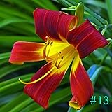 Kisshes Giardino - 50 pezzi Lampadine profumate di semi di giglio Profumo - Lilium bulbi di fiori Semi di giglio Semi di fiori hardy perenni foto / EUR 2,99