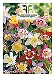 400 C.ca Semi Aquilegia In Miscuglio - Caerulea In Confezione Originale Prodotto in Italia foto / EUR 7,40