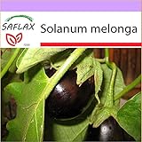 PLAT firm-SEMI SAFLAX - Melanzana - 20 semi - Solanum melonga foto / EUR 10,64