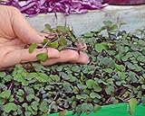 Microgreens - Cavolo rosso - foglie giovani dal gusto eccezionale - semi foto / EUR 4,09