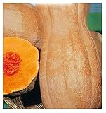 35 C.ca Semi Zucca Butternut Rugosa - Cucurbita moschata In Confezione Originale Prodotto in Italia - Zucche rugose foto / EUR 7,40