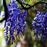 Wisteria Glicine vite semi alberelli semi piante da giardino vegetale raffinato di fiori 5 semi foto / EUR 2,49