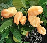 HABANERO PEACH (Usa) 10 SEMI peperoncino aroma fruttato color pesca foto / EUR 4,90