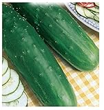 200 C.ca Semi Cetriolo Mezzo Lungo Marketer - Cucumis Sativus In Confezione Originale Prodotto in Italia - Cetrioli mezzi lunghi foto / EUR 7,40