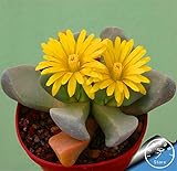 Pinkdose Grande Vendita! 100garden / Pack Migliore Rara Bonsai Fiore di Cactus, Forma Gigante, Il Calore tolleranti succulente Pianta perenne De Flores, P2LD7W foto / 