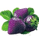 Ncient 50/100 Semi Sementi di Fragola Multicolore Strawberry Semi di Frutta Fiori Rari Profumati Fiori Piante per Orto Giardino Balcone Interni ed Esterni foto / EUR 2,99