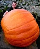 10 semi di zucca gigante + 100 semi di semi di pepe vegetale caldo solo $ 2.1 da foto / EUR 10,99