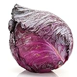 Cavolo semi di Kalibos - Brassica oleracea convar. capitata var. rubra foto / EUR 3,19