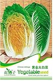 20 SEMI DI CAVOLO CINESE PECHINESE - CHINESE CABBAGE - 