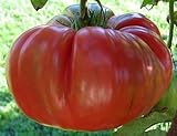 Exotic Plants Pomodoro Red Brandywine - - 20 semi foto / 