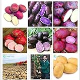 Pinkdose Una borsa 200pcs giganti * piante viola patate Bonsai Nutrizione arcobaleno Piante ortive Per la casa Giardino Piantare piante rare Semente: Multi-Colored foto / 