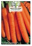 4500 C.ca Semi Carota Mezza Lunga Nantese 2 Sel - Dangers - Daucus Carota In Confezione Originale Prodotto in Italia - Carote mezze lunghe foto / EUR 7,40