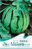 Portal Cool 1 confezione di semi di melone semi di ortaggi biologici semi nutrienti piante da giardino caldo foto / EUR 9,99