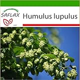 SAFLAX - Luppolo - 50 semi - Con substrato - Humulus lupulus foto / EUR 4,45