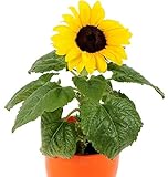 Semi di girasole comuni - Helianthus annuus foto / EUR 2,49