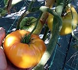 SEMI POMODORO AMANA ARANCIO foto / EUR 4,50