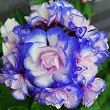 Ncient 10 Semi Sementi di Geranio 9 Colori Geranium Seeds Pelargonium Hortorum Flower Semi di Fiori Rari Piante Bonsai per Orto Giardino Balcone Interni ed Esterni foto / EUR 0,99