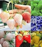 12 tipi fragola semi (rosso, blu, verde, giallo, bianco, nero) Seasons 12 confezioni 240pcs semi di frutta Bonsai fai da te foto / EUR 14,97