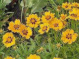 800 semi foglia lancia coreopsis fiori foto / EUR 10,99