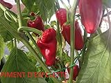 SEMI PEPERONCINO PIMENT D'ESPELETTE+PIMENT DE BRESSE foto / EUR 7,50