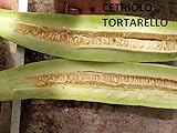 SEMI CETRIOLO TORTARELLO VARIETA' VERDE CHIARO foto / EUR 5,50