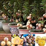 Ncient 20 Semi Sementi di Melone Raro Semi di Frutti Rari Semi di Fiori Profumati Piante per Orto Giardino Balcone Interni ed Esterni foto / EUR 0,99