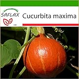 SAFLAX - Zucca di Hokkaido - 10 semi - Con substrato - Cucurbita maxima foto / EUR 4,45