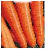 4500 C.ca Semi Carota Berlicum 2 - Daucus Carota In Confezione Originale Prodotto in Italia - Carote foto / EUR 7,40