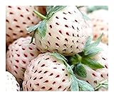 Exotic Plants bianco fragola - - 30 semi foto / EUR 4,19