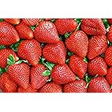 Semi di tentazione di fragola - Fragaria ananassa foto / EUR 4,19