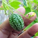 CUCAMELON 50 Semi Cetriolino Mini Messicano Insalate Aperitivo Melothria Scabra foto / EUR 9,90