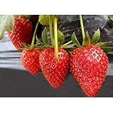 Semi di fragola, semi di piante da frutto fragola per giardino domestico-100pz foto / EUR 0,79