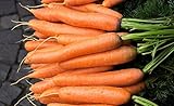 Carota