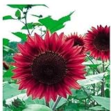 10 semi di girasole nano mini semi di semi di girasole serie di girasole altezza 40cm di semi di fiore rosso foto / EUR 4,85