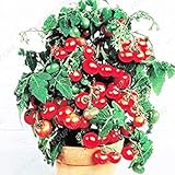 PLAT FIRM Germinazione dei semi PLATFIRM-50pcs cetriolo Semi all'ingrosso giapponese semi di cetriolo verdure e semi di frutta Per la casa vaso da giardino facile da coltivare cibo sano Cetr foto / EUR 10,98