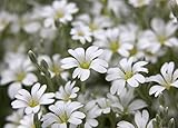 Semi di neve-in-estate - Cerastium tomentosum foto / EUR 2,66