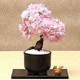 Sunlera 10pcs / bag cerasus semi in vaso bonsai Fiore Piante Semi per la casa le decorazioni del giardino foto / EUR 1,33