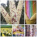 SEMI PLAT FIRM-Super Sweet Corn Seed Arcobaleno mais grano Cereali semi 5 semi Bonsai Organic Vegetable Seeds fai da te Casa Giardino Economia domestica foto / EUR 12,99