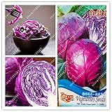 Pinkdose Originale Viola cavolo Sementi di verdure Brassica oleracea Piante Semi pacchetto-vero per il giardino domestico foto / 