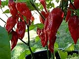 Asklepios-seeds® - 100 Semi di Bhut jolokia, Bhut Jolokia (Peperoncino Serpente), Bih Jolokia (Peperoncino velenoso) o Naga Jolokia (Peperoncino Re Cobra) foto / EUR 4,49