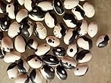 SEMI FAGIOLI YIN YANG (FAGIOLO ORCA) foto / EUR 4,00