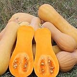 Zucca da tortelli lunga Violina (Butternut) (Semente) foto / EUR 1,10