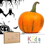 Growbro - Set per la coltivazione di zucca, Halloween, semi di zucca, Halloween, regali, Halloween, zucca decorativa, semi di zucca foto / EUR 8,79