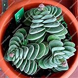 Pinkdose 50 pc Rare Piante grasse Arcobaleno Cactus Bonsai Pseudotruncatella Living Stone Rare Piante Catus Succulentas Giardino della casa: Multi-Colored foto / 