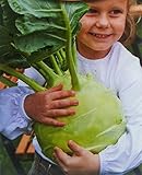 Cavolo rapa, semi di cavolo rapa gigante - Brassica oleracea convar. acephala alef. var. gongylodes - semi foto / EUR 4,82