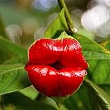 SemiRosa 10/20/30/50 PZ Semi di Fiori Labbra Rossa Profumata da Piantare Perenni Psychotria Elata Hot Lips Plant Pianta con Labbra da baciare da Balcone Pentola Sospesa foto / EUR 1,99