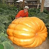 Zucca ATLANTICA GIGANTE 10 SEMI Gare Sagre Atlantic Giant Dill's Guinness foto / EUR 3,28