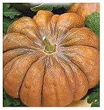 35 C.ca Semi Zucca Mosquee Provence - Cucurbita moschata In Confezione Originale Prodotto in Italia - Zucche foto / EUR 7,40